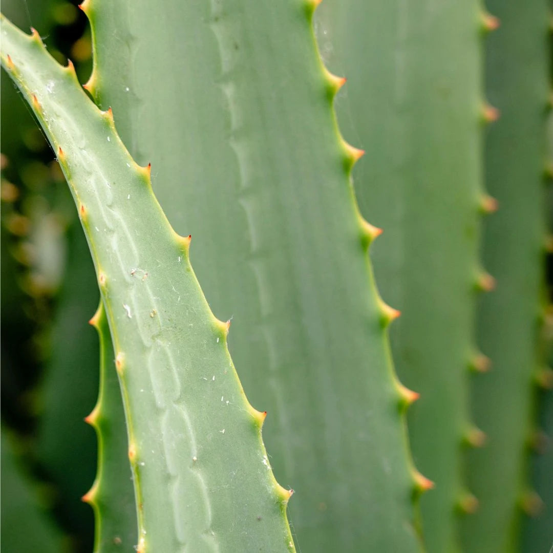 Wholefood Pantry Items