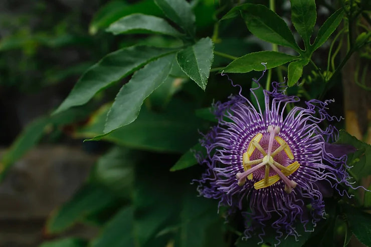 EMBODY THE POWER OF PLANTS: PASSIONATE ABOUT PASSIONFLOWER