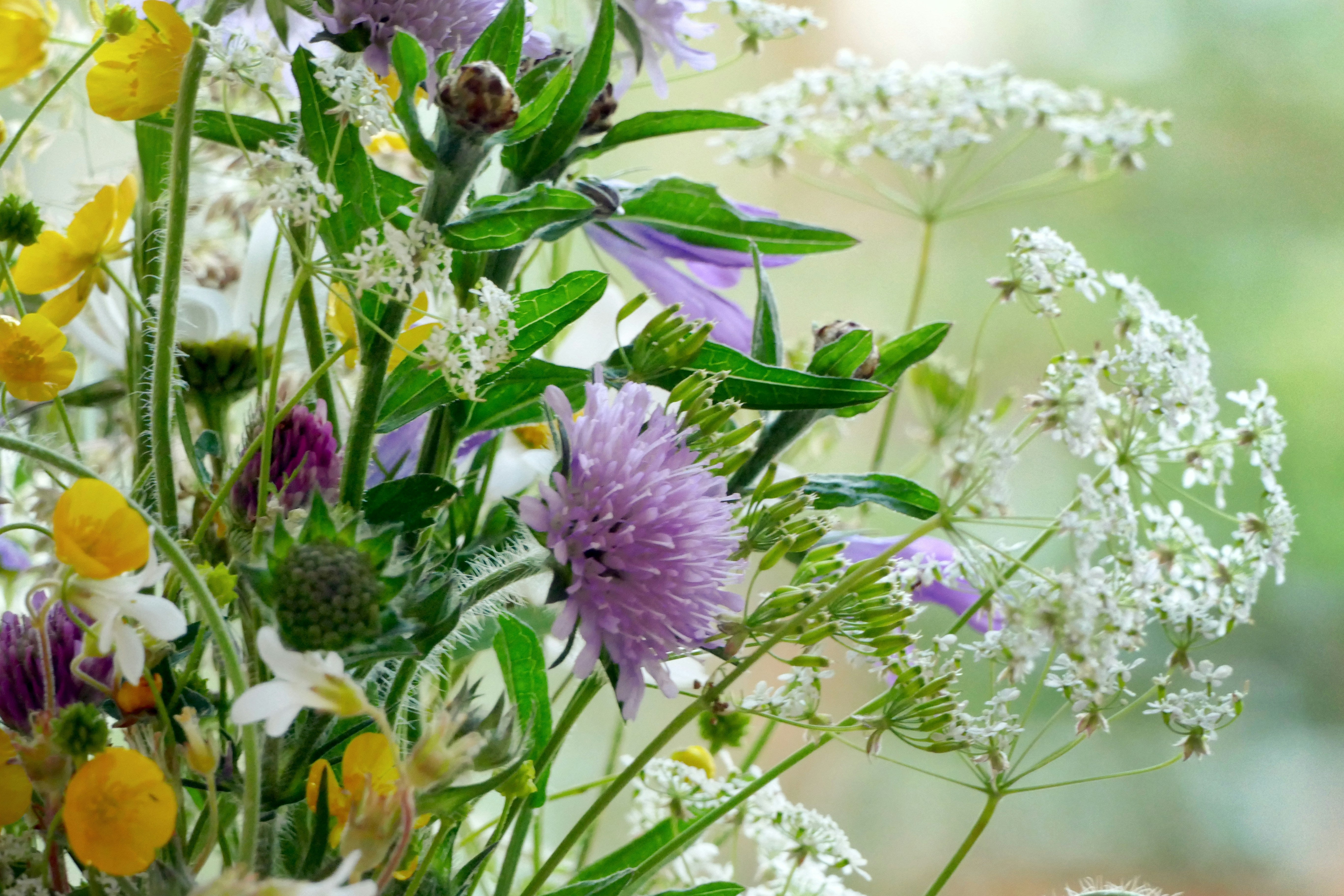 Natural Approaches  to Manage Hayfever and Spring Seasonal Allergies